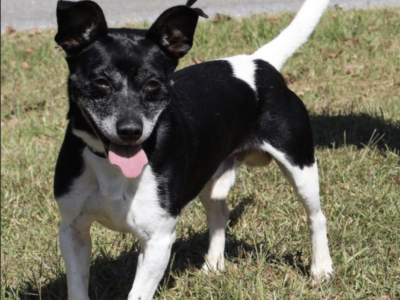 PAHS Pet of the Week is Lester